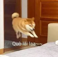 meme chó 39