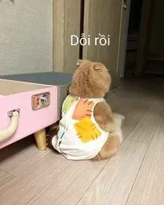meme dỗi 5