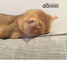 meme dỗi 7