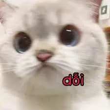 meme dỗi 14