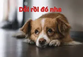 meme dỗi 9