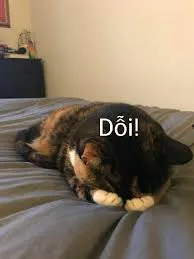 meme dỗi 37