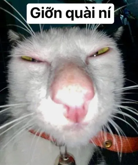 meme động vật 1