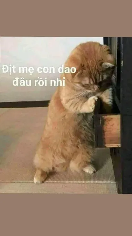 meme động vật 2