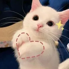meme động vật 4