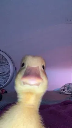 meme động vật 5