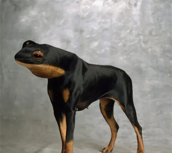 meme động vật 16