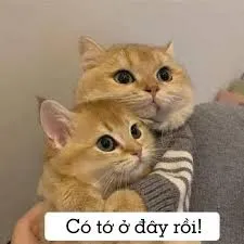 meme động vật 29