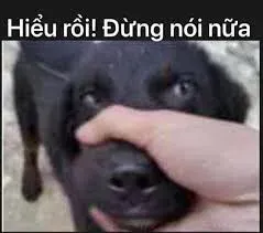 meme động vật 31
