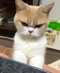 meme face 5