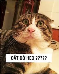 meme hỏi chấm 19