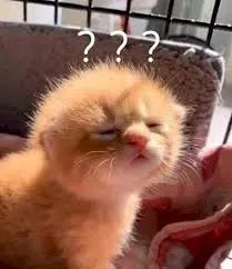 meme hỏi chấm 22