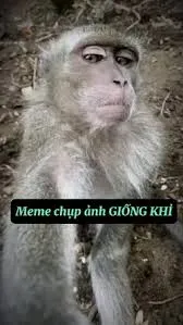 meme khỉ 26