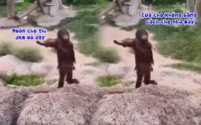 meme khỉ 31