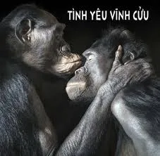 meme khỉ 37