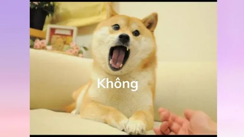 meme không 28