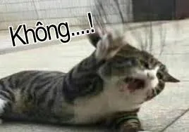 meme không 33