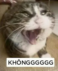 meme không 35