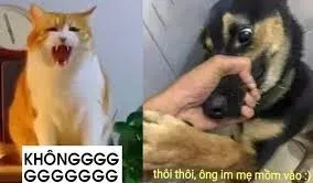 meme không 36