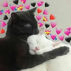 meme love 1