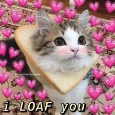 meme love 15