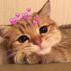meme love 17