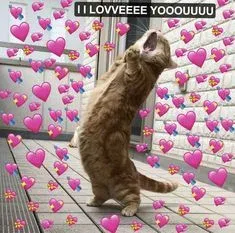 meme love 23