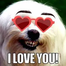 meme love 35