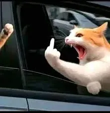 meme ngón giữa 24