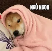 meme ngủ ngon 4