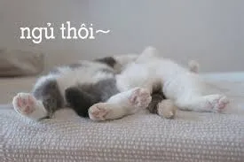 meme ngủ ngon 13