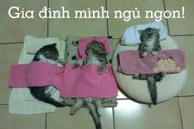 meme ngủ ngon 15