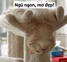 meme ngủ ngon 33