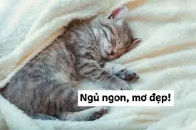 meme ngủ ngon 34