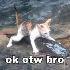 meme ok 4