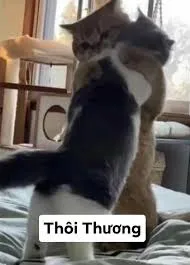 meme ôm 33