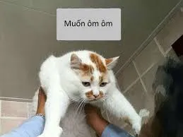 meme ôm 35