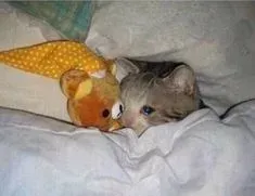 meme sad 1