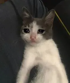 meme sad 14