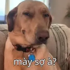 meme sợ hãi 20