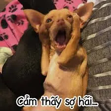 meme sợ hãi 36