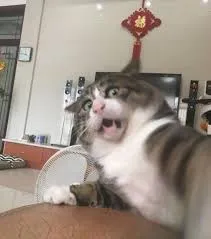meme sợ hãi 37