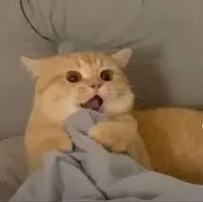 meme sợ hãi 26