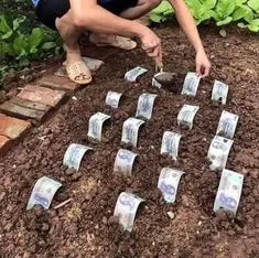 meme tiền 17