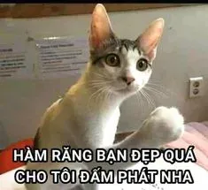 meme tức 1