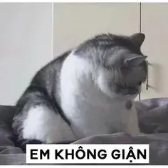 meme tức 16