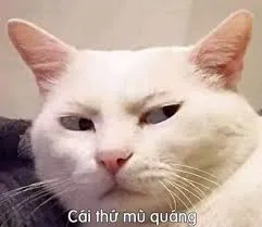 meme tức 27