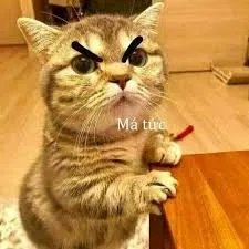 meme tức 34