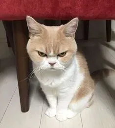 meme tức giận 6
