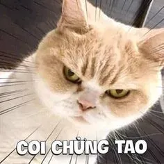 meme tức giận 12